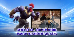 SV388 Đá Gà - Đón Xem Những Màn So Tài Chiến Kê Cực Căng
